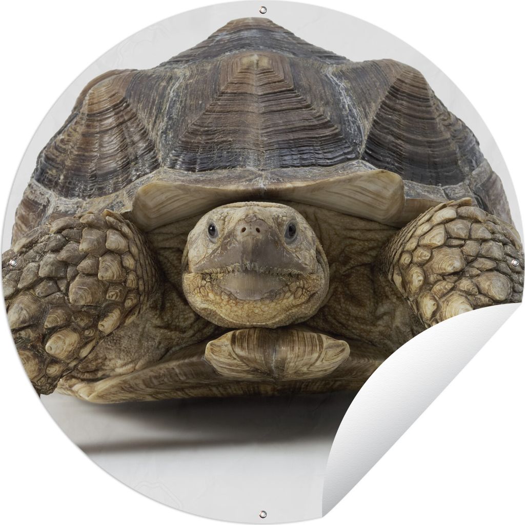 MuchoWow Gartenposter Outdoor-Poster Rund Schildkröte - Tiere - Weiß Ø 60 cm Gartendeko Rundes Poster draußen