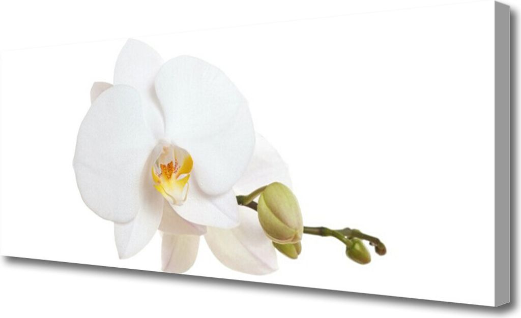 Tulup Leinwand-Bilder 125x50 Wandbild Canvas Kunstdruck Blume Pflanzen