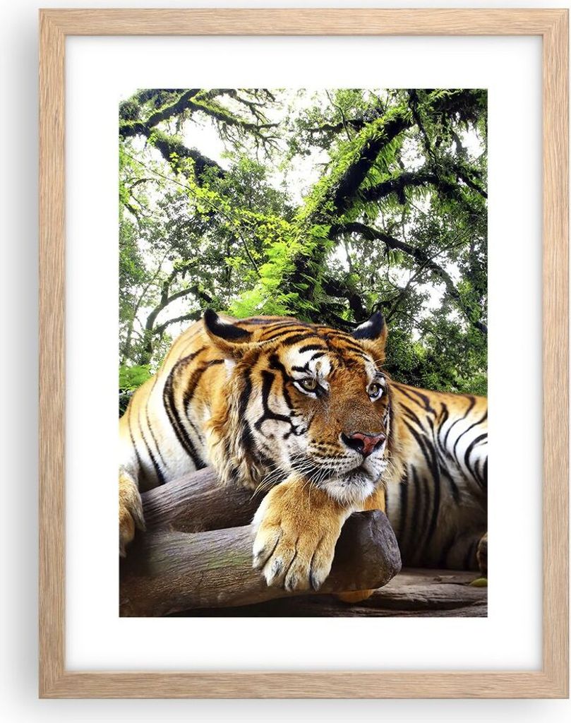 Gerahmtes Poster - Rahmen in heller Eiche - Tiger Dschungel Ruhe - 30x40 cm - Wand Bild - Wanddeko - Wandbilder - Wandposter - Bilderrahmen - Bilde...