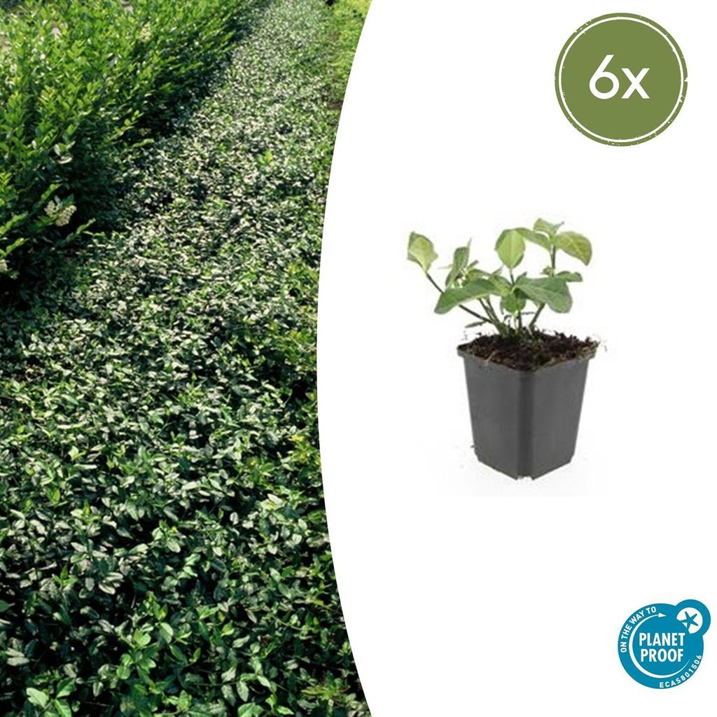 Bodendecker - Spindelbaum - Euonymus fortunei 'Dart's Blanket' - 9cm Topf - Set mit 6 Pflanzen