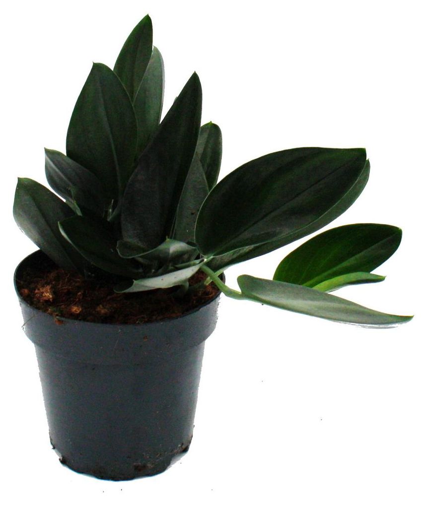 Scindapsus treubii "Dark Form" - schwarze Efeutute - 12cm Produktbild 