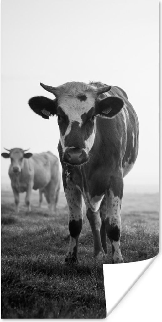 MuchoWow Poster Kühe im Morgennebel schwarz-weiß Foto 20x40 cm - Plakat - Foto