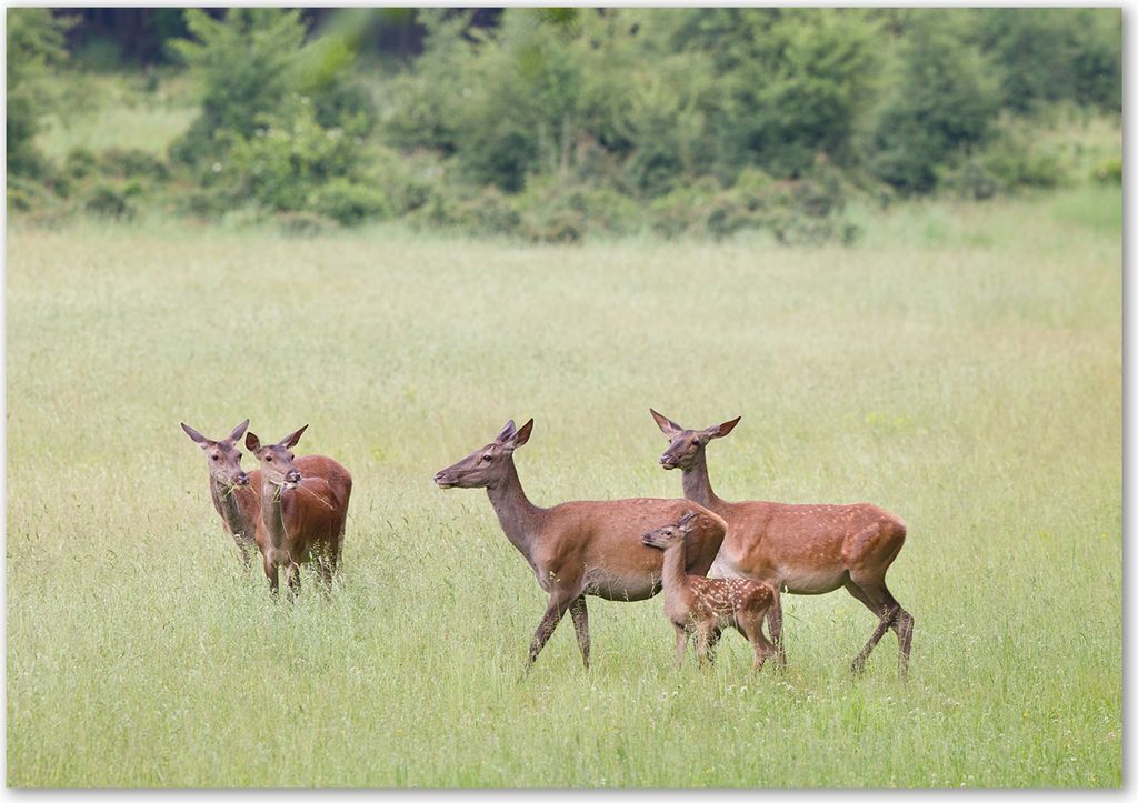 Tulup Glas-Bild - 100 x 70 - Wandbild aus Glas - Wandkunst - Wandbild hinter gehärtetem Sicherheitsglas - Tiere - Reh Kitz - Braun