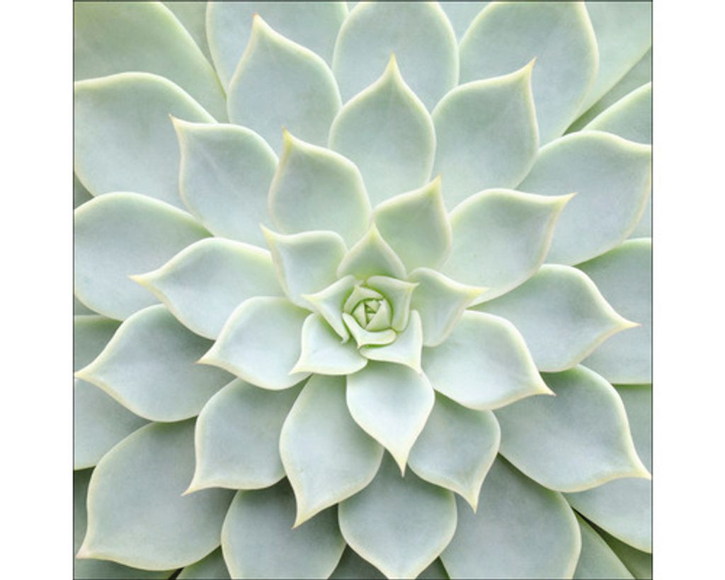 Glasbild Echeveria II 50x50 cm