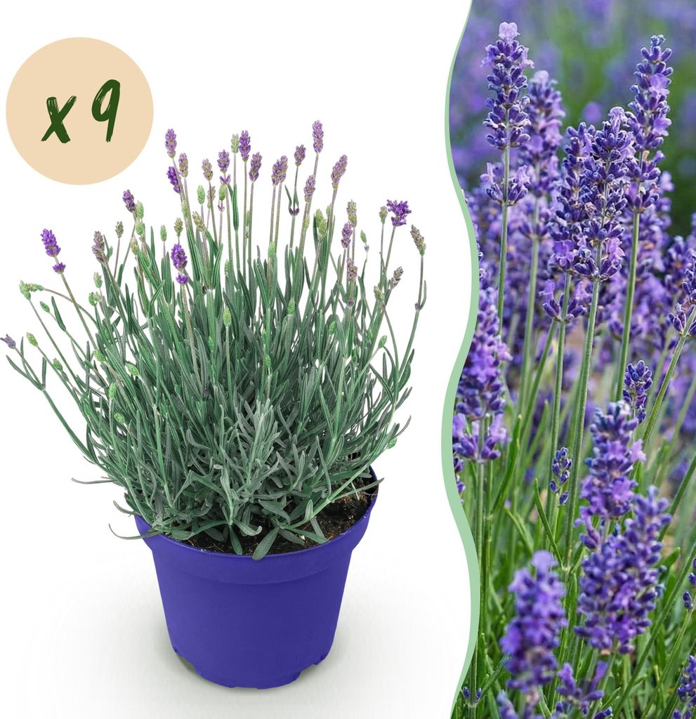 GreenboutiQ - Gartenpflanze - Lavandula angustifolia Hidcote - Lavendel - Winterhart - Lila - 9 Pflanzen - Topf 12cm - Höhe 15-25cm