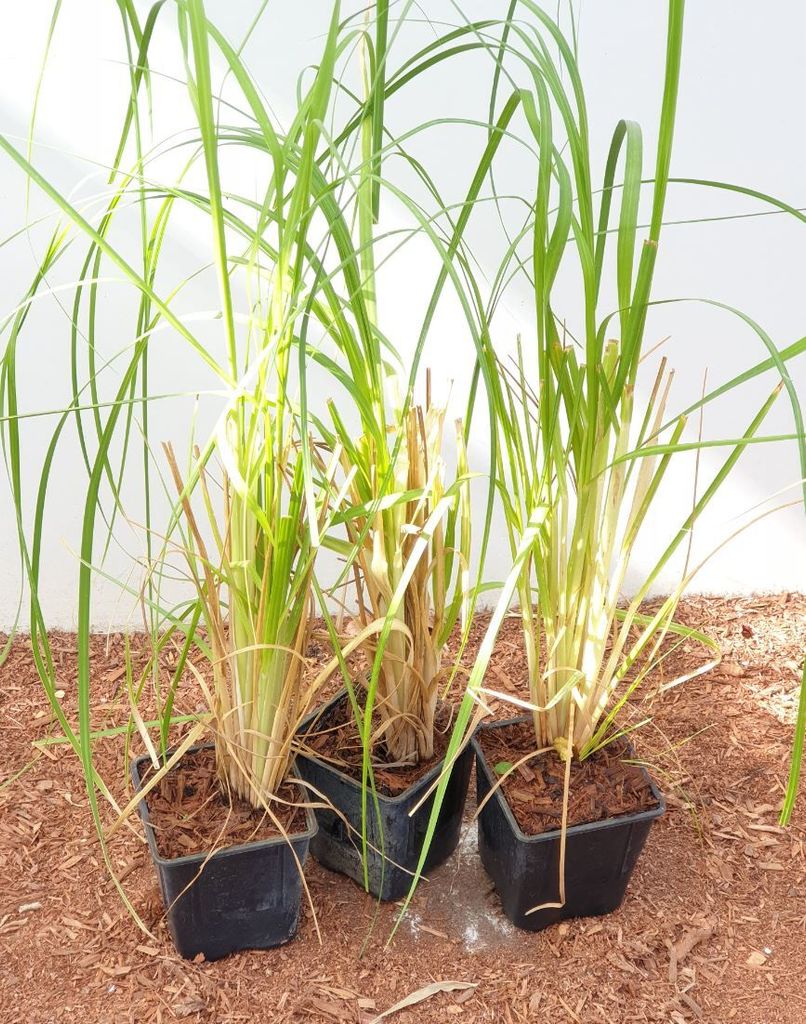 Cortaderia selloana, Pampasgras, silbrig-weiß, ca. 12 cm Topf