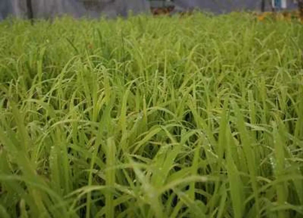 6 x Milium effusum Aureum - Pâturin jaune en pot de 9 cm pour jardin