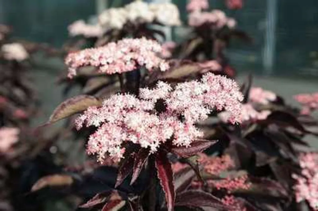 Sambucus nigra Black Tower Sureau colonnaire pourpre pot 60-80 cm