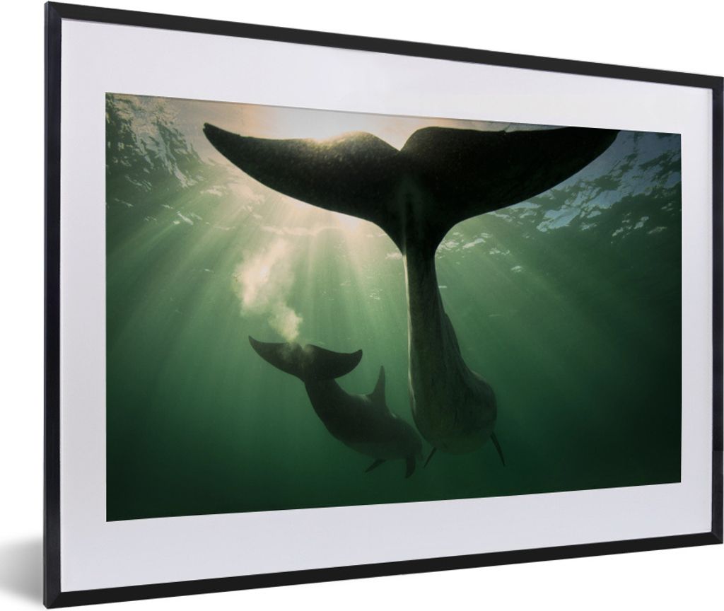 MuchoWow MuchoWow Gerahmtes Poster Delfin - Wasser - Blau 60x40 cm - Poster mit zchwarzem Bilderrahmen - Schlafzimmer - Plakat in Rahmen - Drucken