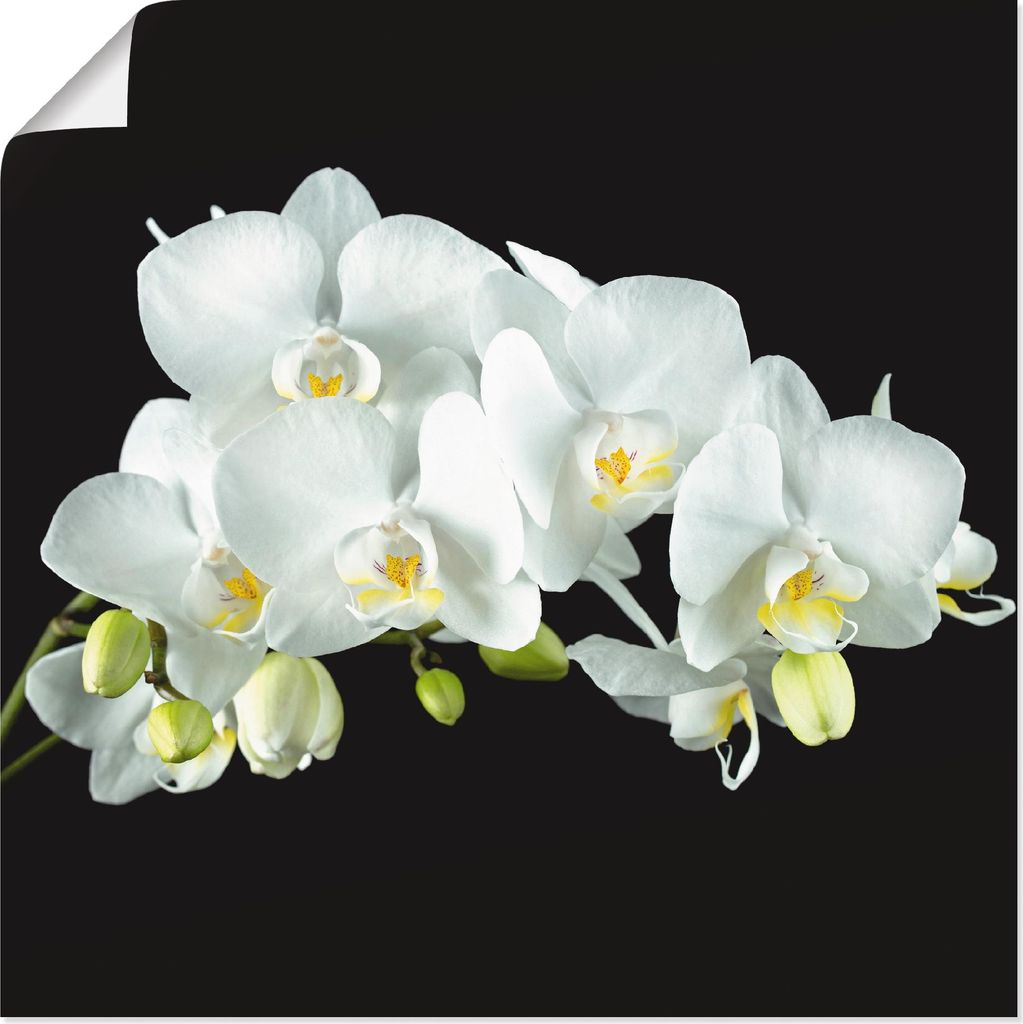 ARTland Poster Weiße Orchidee auf schwarzem Hintergrund Größe: 30x30 cm