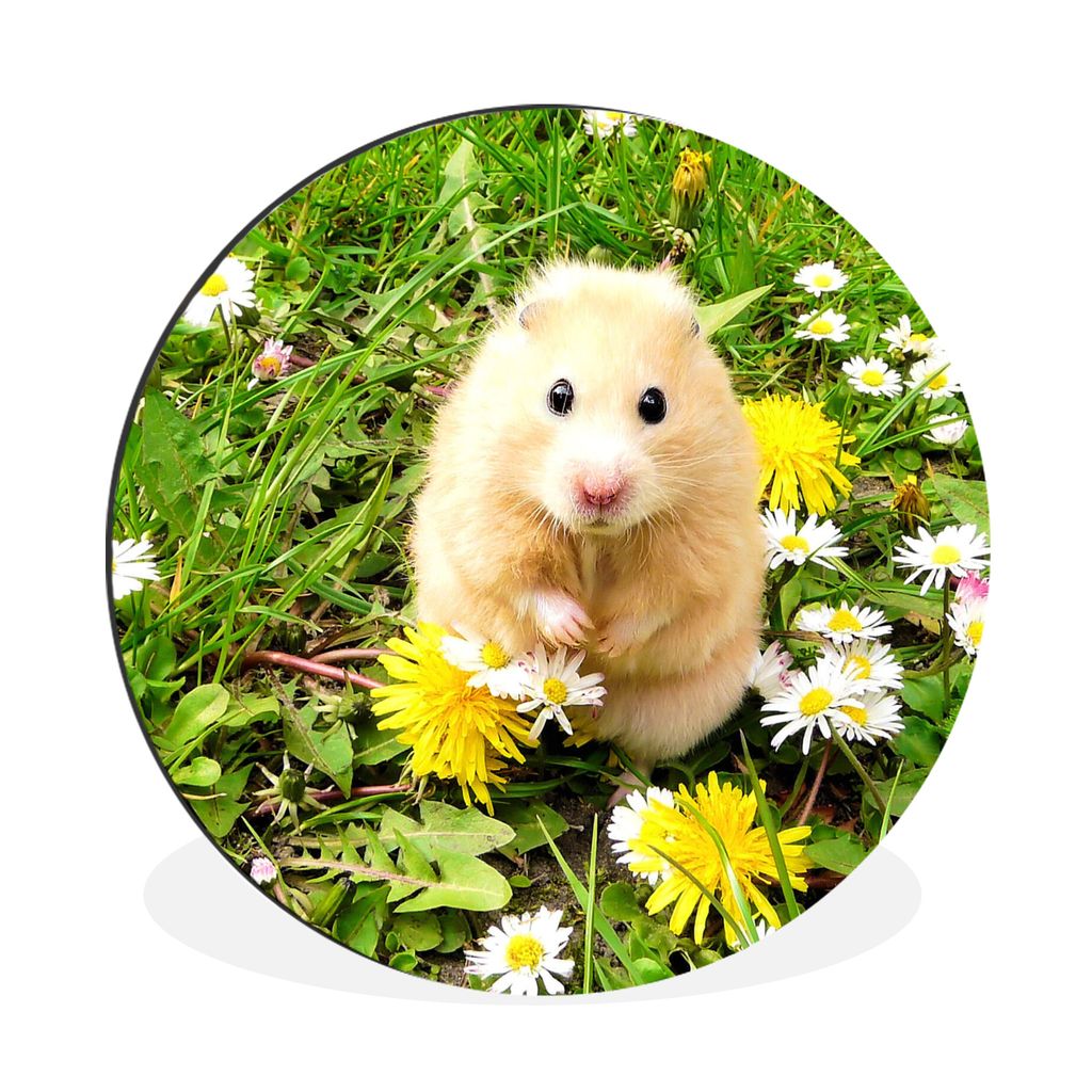 MuchoWow Aluminium Wandkreis Hamster - Blumen - Gras Ø 90 cm Wanddeko Modern Wohnzimmer - Mauerkreis - Wandbilder - Runde Bild - Bild aus Alumin...