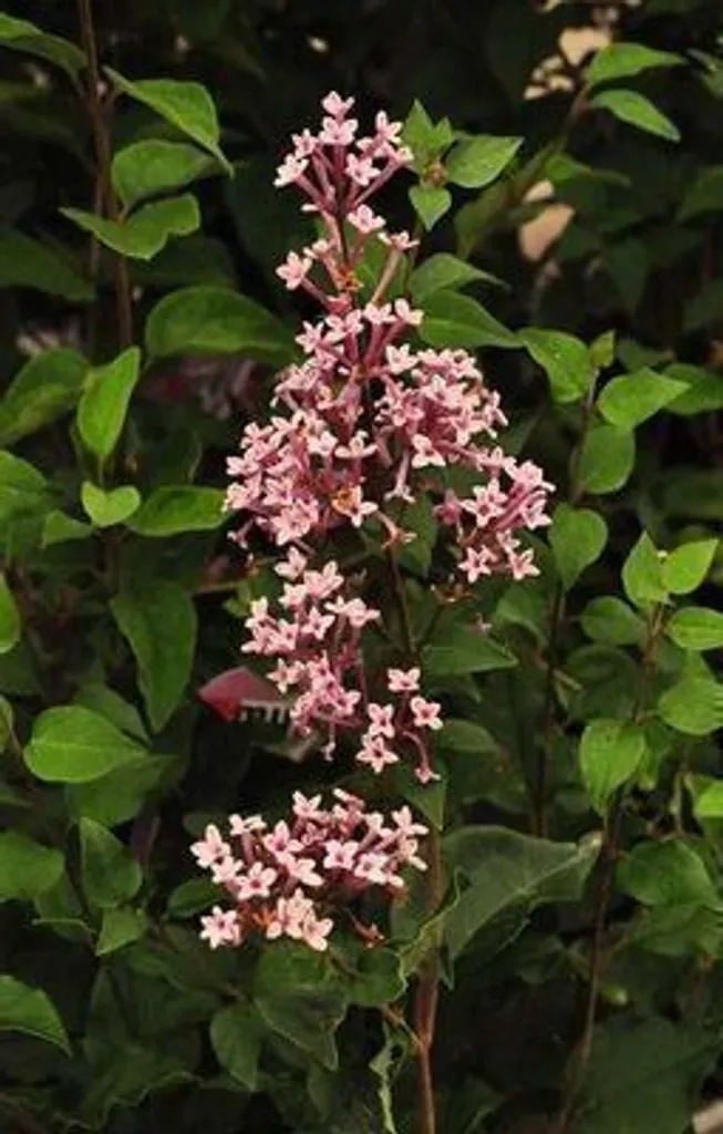 Lilas Josee idéal petit jardin et terrasse - Syringa 30-40 cm