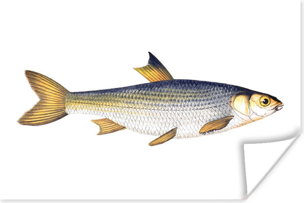 MuchoWow Poster Karpfen - Fisch - Meer 120x80 cm - Bilder