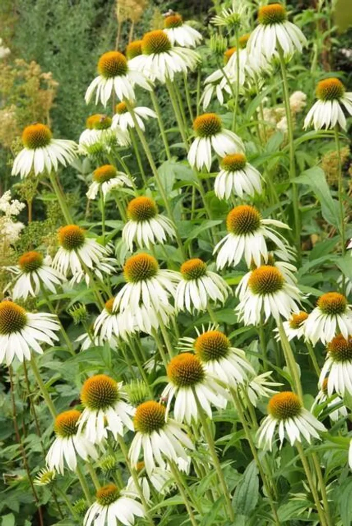 Échinacée White Swan lot de 12 plants en pot Ø9cm fleurs blanches vivaces