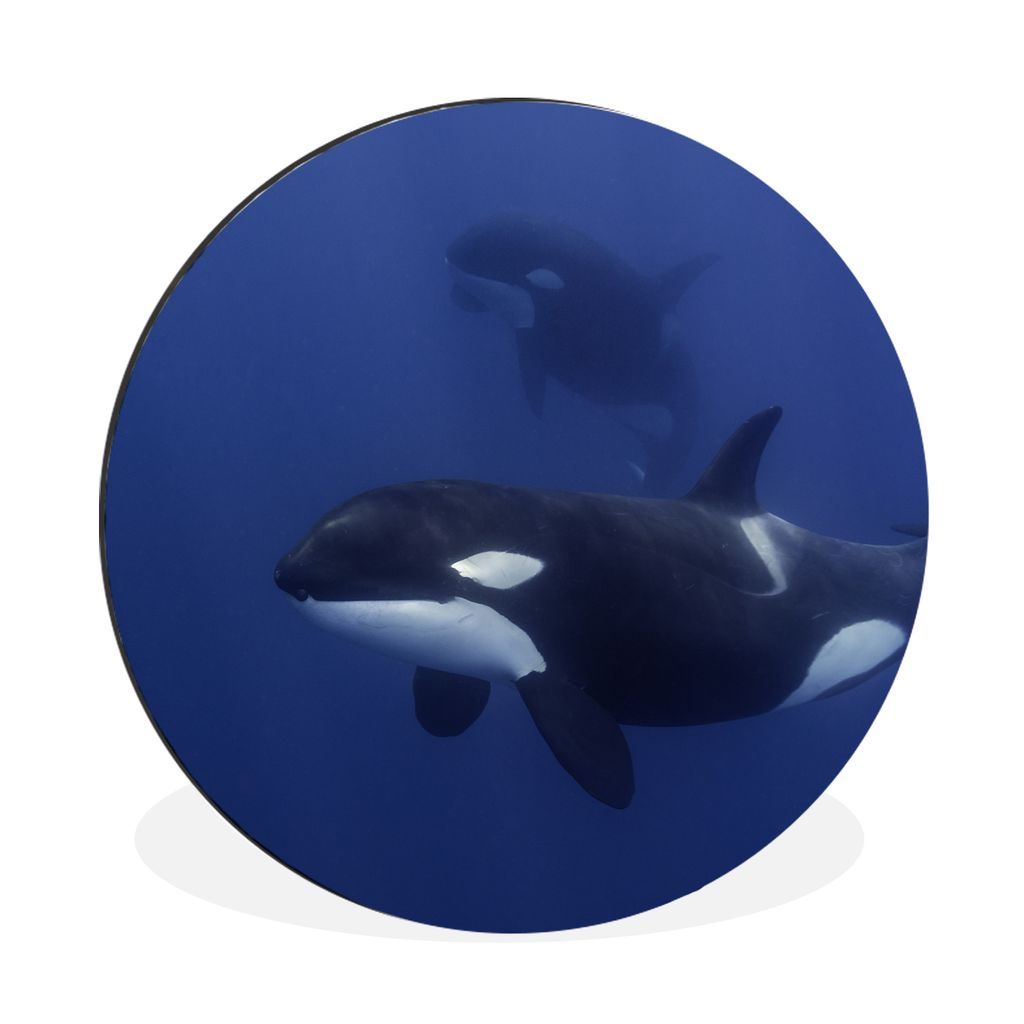 MuchoWow Aluminium Wandkreis Zwei Orcas in klarem Wasser Ø 30 cm Wanddeko Modern Wohnzimmer - Wand Bild - Wohnzimmer - Runde Bilder - Alubilder ...