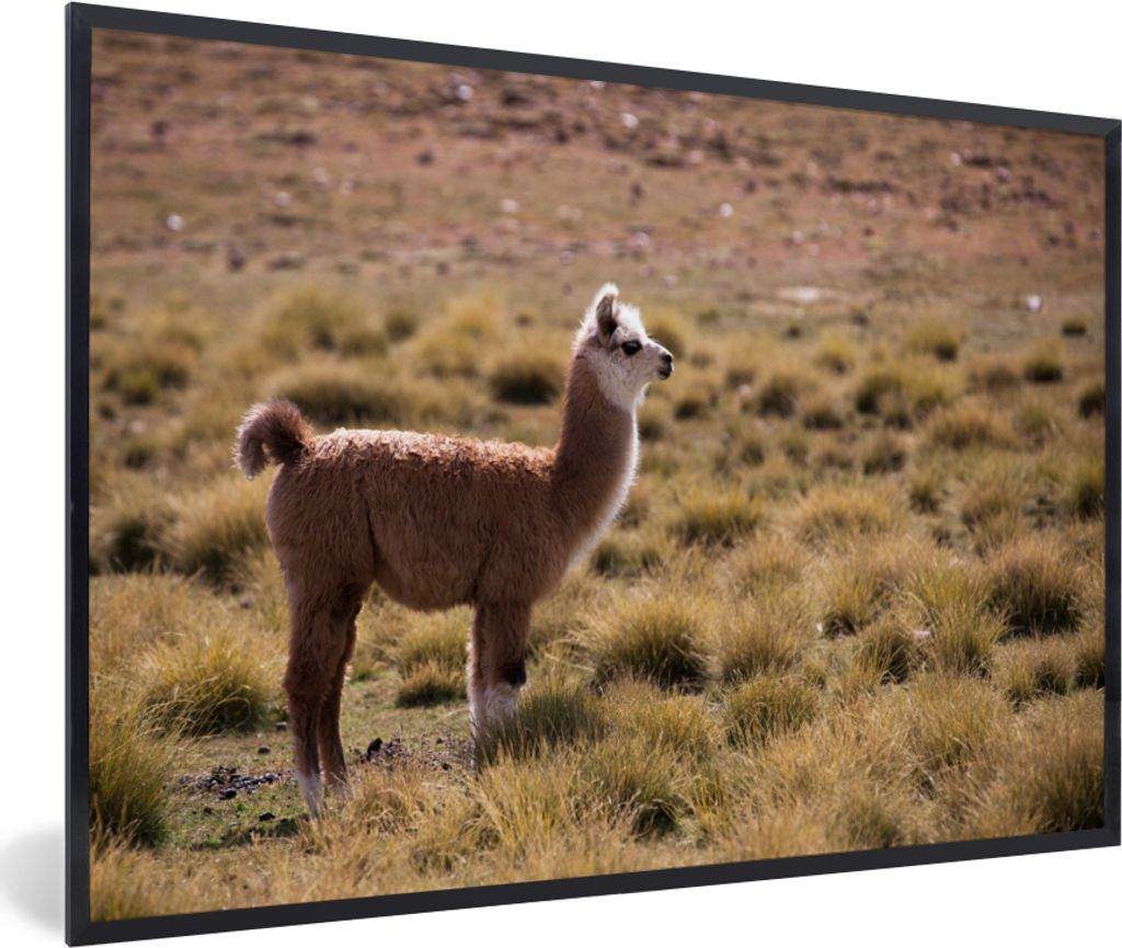 MuchoWow MuchoWow Gerahmtes Poster Alpaka - Braun - Natur 90x60 cm - Poster mit zchwarzem Bilderrahmen - Fotorahmen - Foto-Plakat