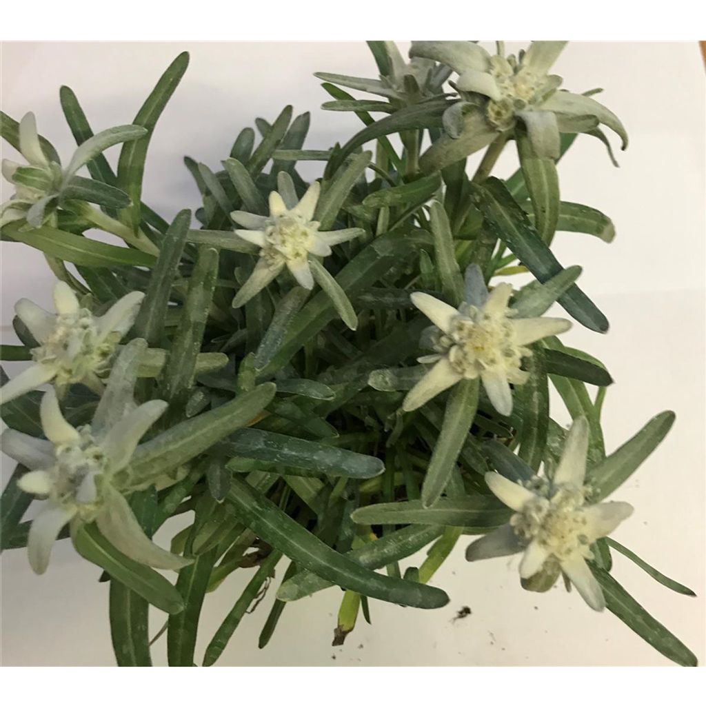 Garten-Edelweiß 'Zugspitze' - Leontopodium alpinum 'Zugspitze' im Topf 12 cm - 12 cm