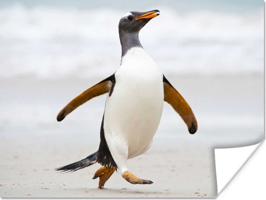 MuchoWow Poster Ein Pinguin läuft über den Strand 80x60 cm - Kunst für zu Hause