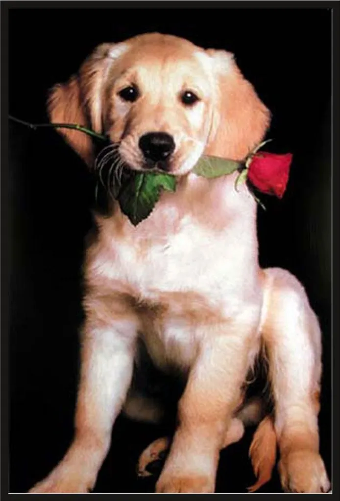 Cani - Poster - Golden Retriever + cornice rimovibile, Shinsuke® Maxi plastica nera, disco acrilico