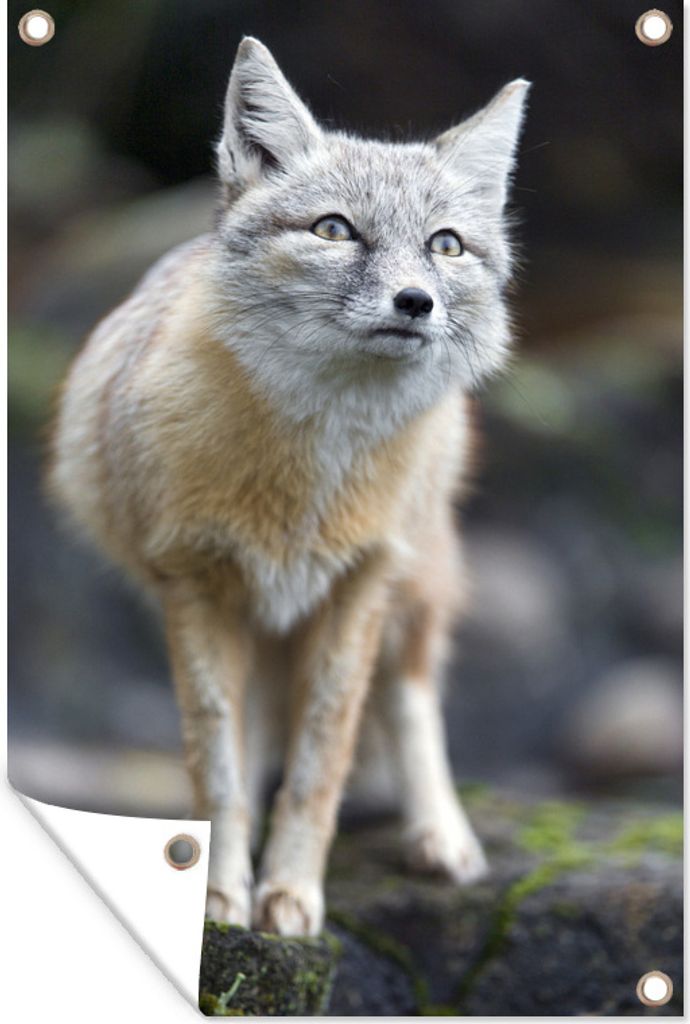 MuchoWow 60x90 cm Outdoor-Poster Gartendeko Sichtschutz Garten Poster für den Garten Fuchs - Makro - Baum