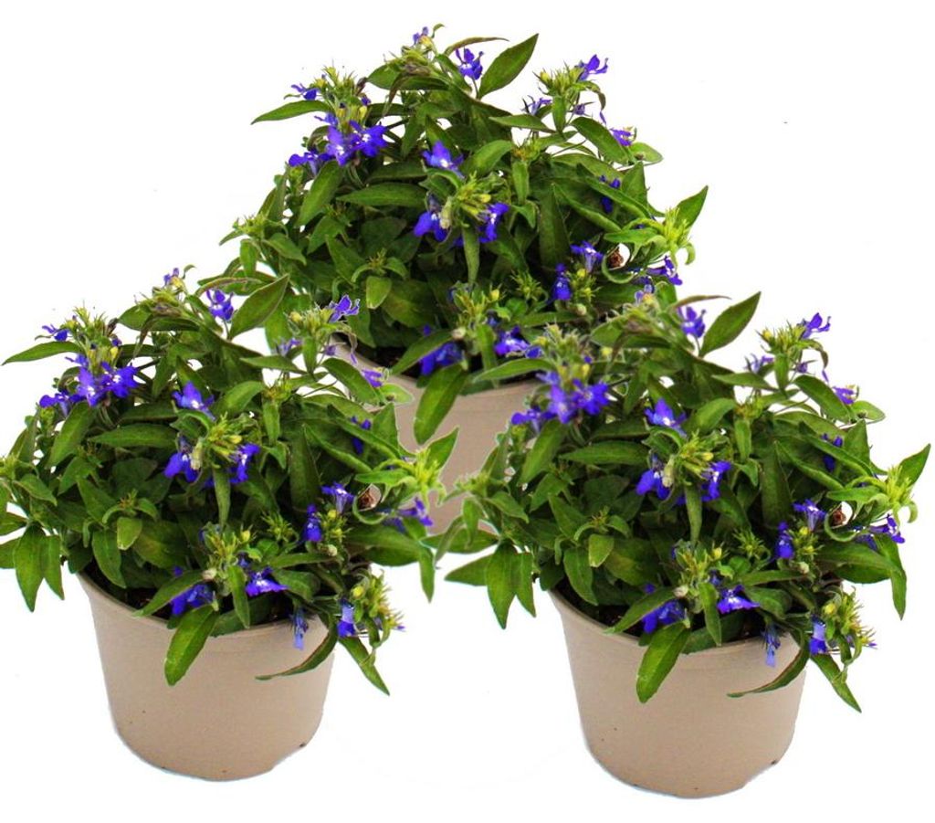 Männertreu hängend - blau - Lobelia richardii - 11cm - Set Produktbild 
