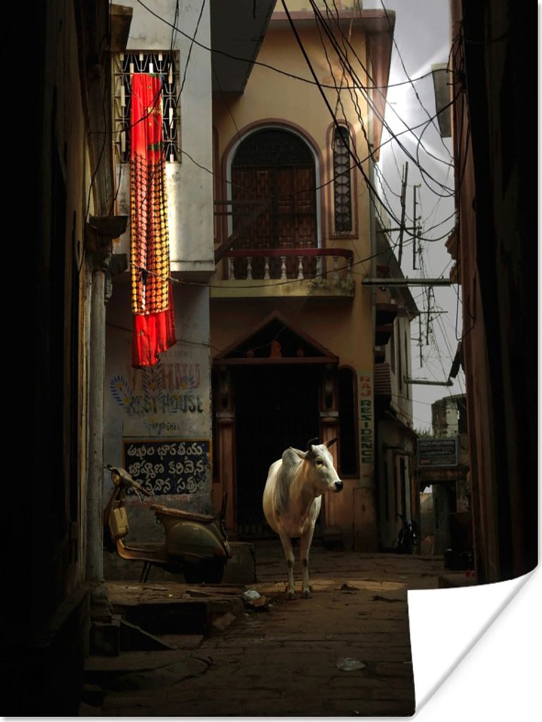 MuchoWow Poster Kuh - Sonne - Indien 120x160 cm - Wandbilder