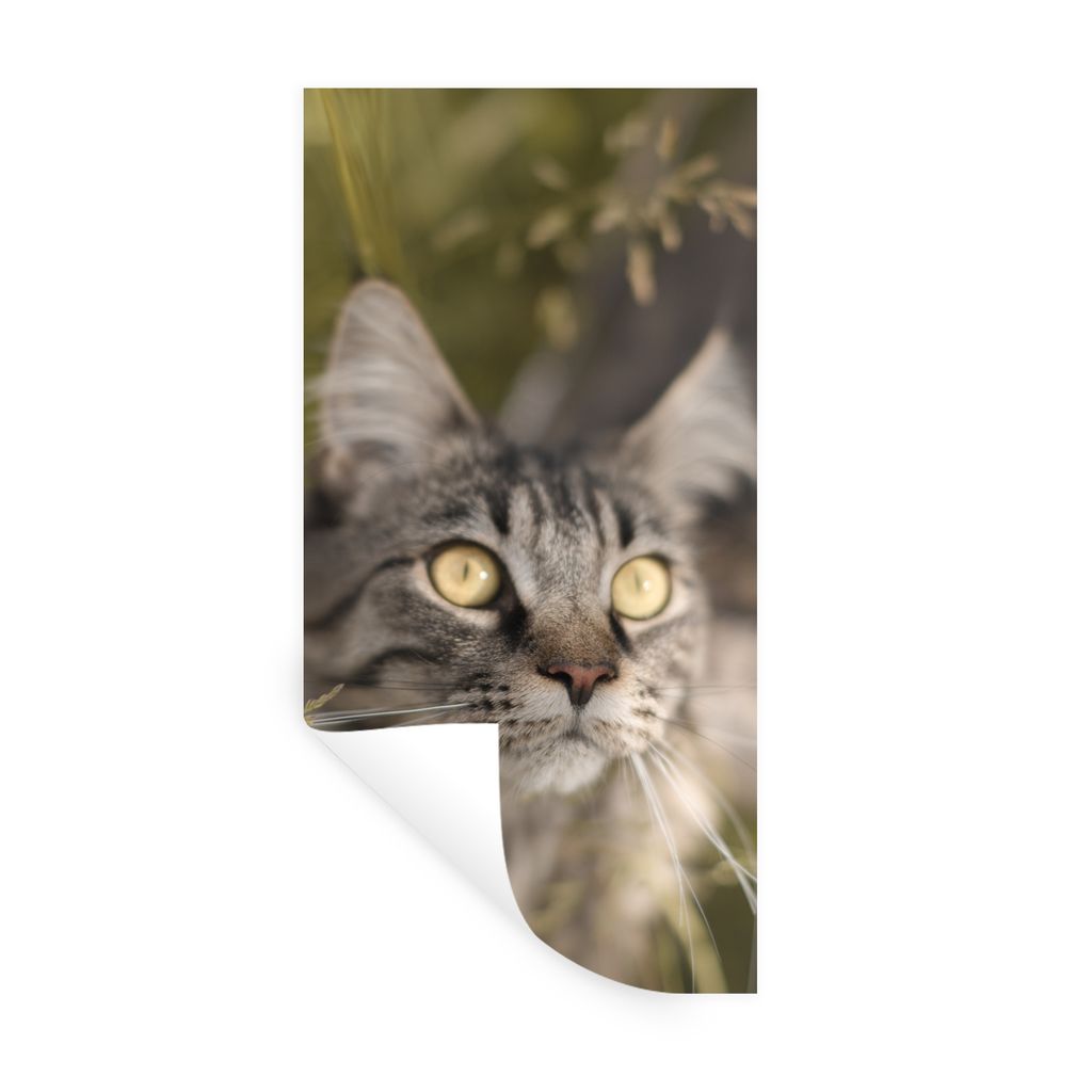 MuchoWow Wandtattoo Wandsticker Wandaufkleber Eine Maine Coon-Katze im hohen Gras 80x160 cm Selbstklebend und Repositionierbar - Sticker - Dekorf...