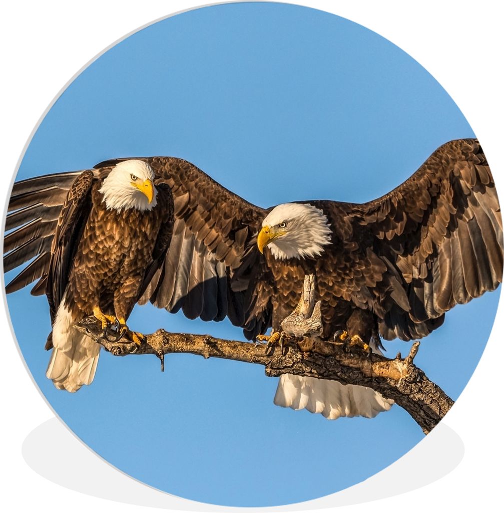 MuchoWow Rundes Wandbild - Runde Bilder Vogel - Äste - Adler - Raubvögel - Luft Ø 60 cm Kreis Wanddekoration Kunststoff - Wandkreis - Wandschm...