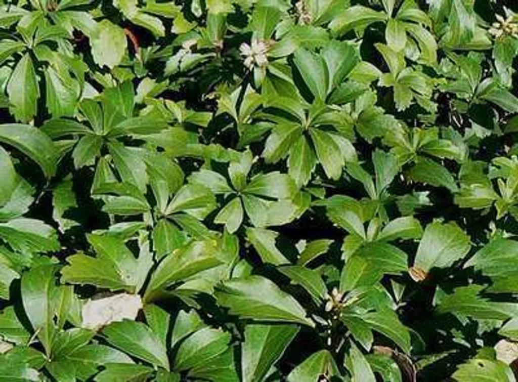 12 Pachysandra terminalis - Couvre-sol persistant en pots de 9x9 cm - 2