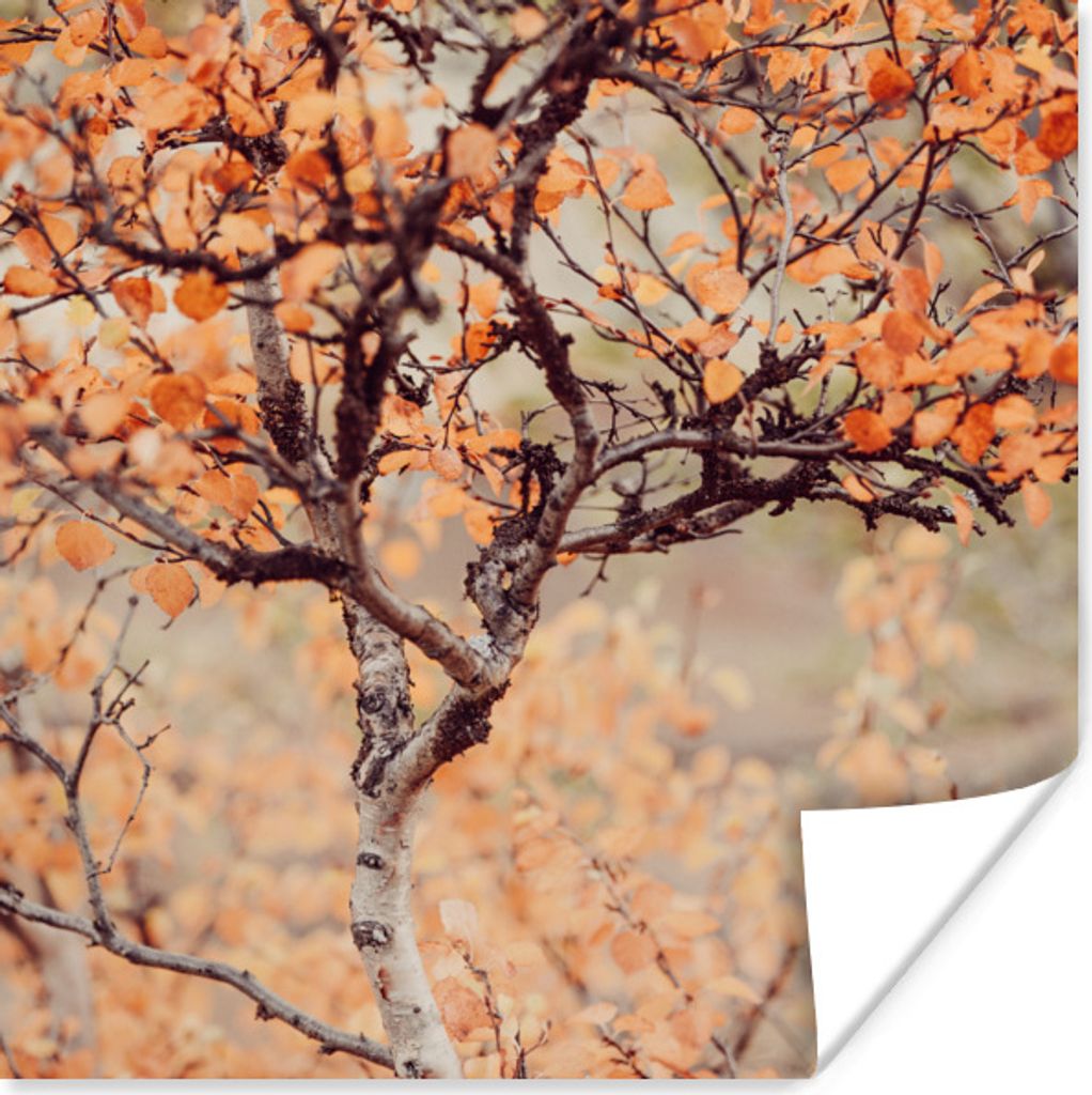 MuchoWow Poster Herbst - Äste - Blätter 100x100 cm - Babyzimmer