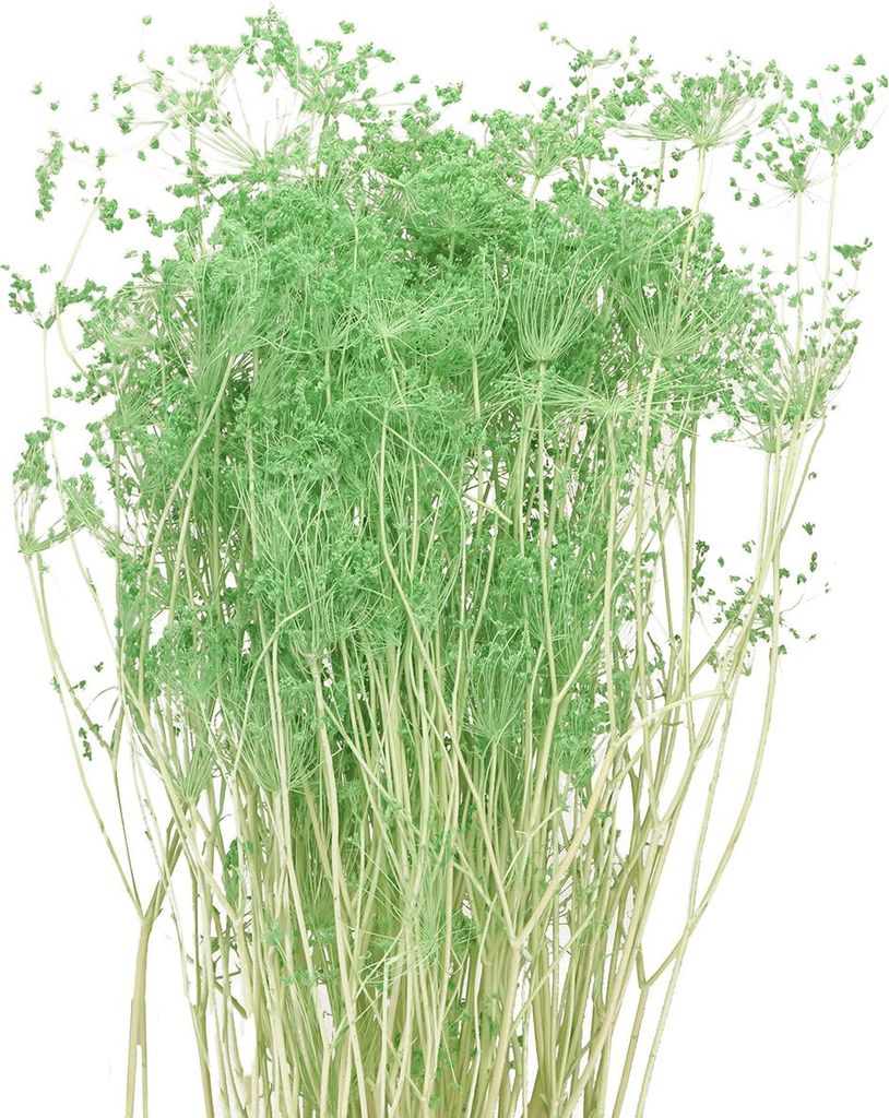 Elegante Trockenblumen Doldenblütler für Dekorationen