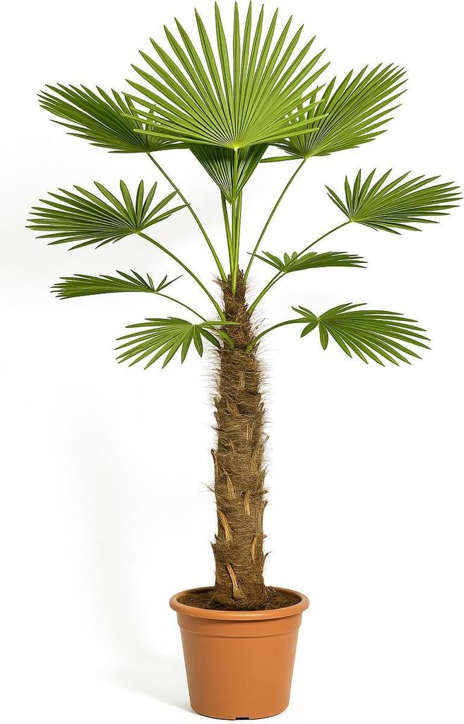 Wagnerpalme Trachycarpus wagnerianus 28cm Topf 130cm hoch