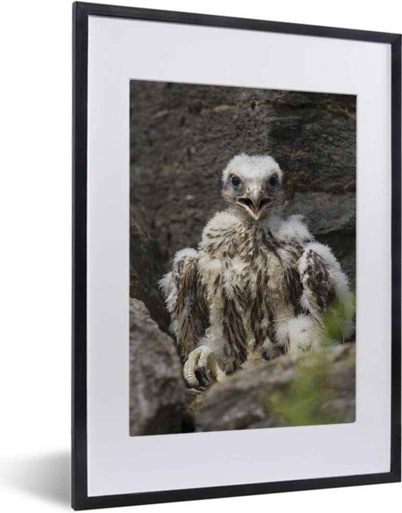 MuchoWow MuchoWow Gerahmtes Poster Wanderfalke - Baby - Felsen 30x40 cm - Poster mit zchwarzem Bilderrahmen - Wandposter Schlafzimmer