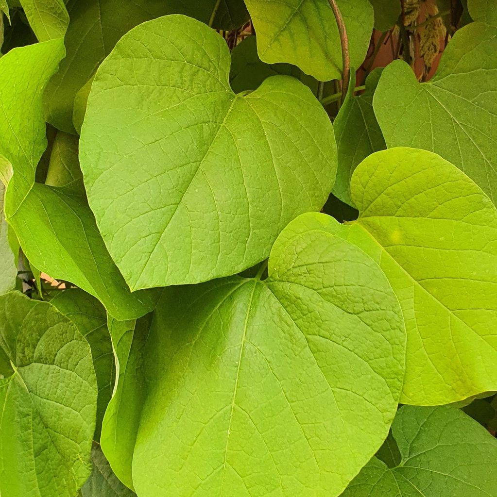 Kokornak wielkolistny 2L Zdjęcie produktu 