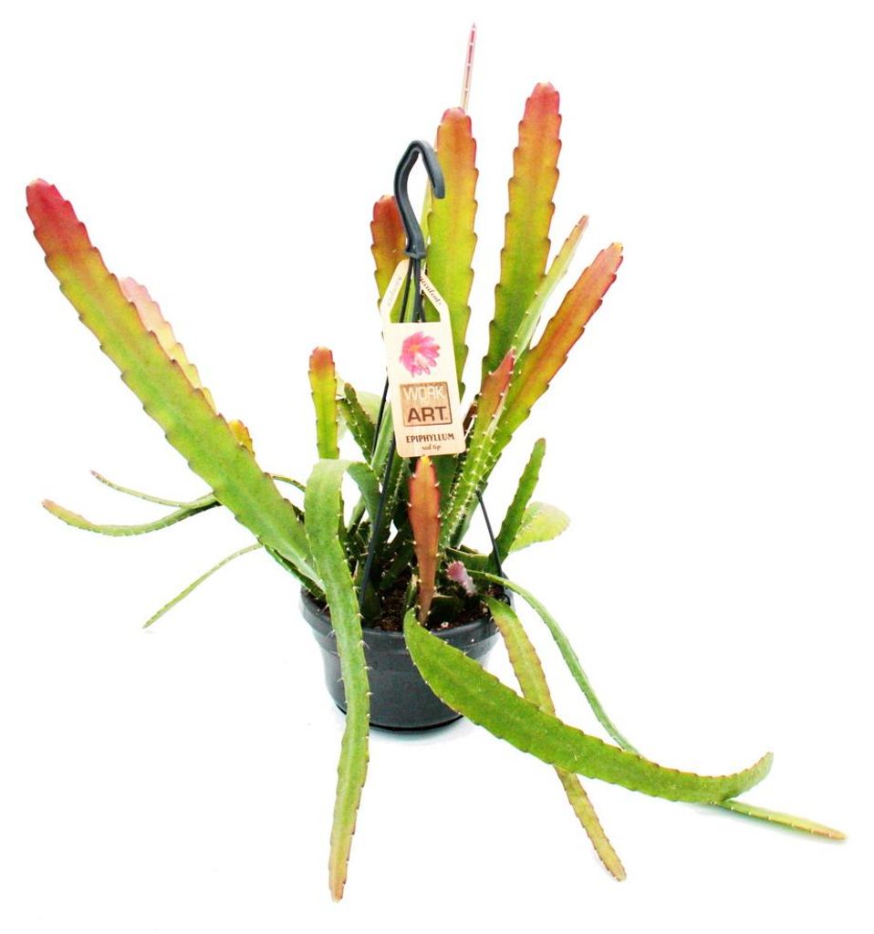 Epiphyllum anguliger – kaktus s červenou špičkou, Obrázok produktu 