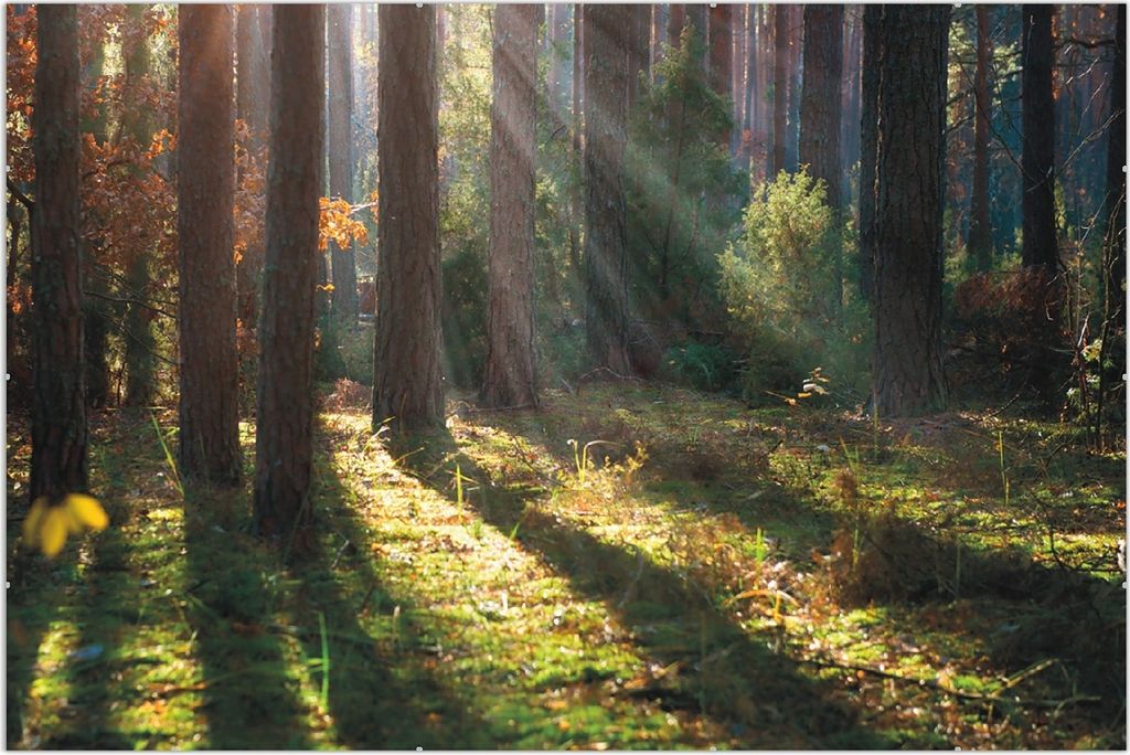Wallario Wandbild Sonnenstrahlen im Herbstwald, Größe: 61 x 91,5 cm, Poster mit rahmenlosen Bildhalter