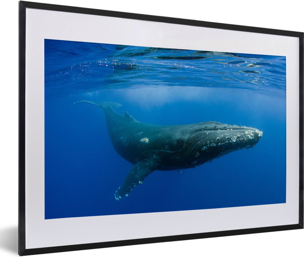MuchoWow Gerahmtes Poster Ein Buckelwal schwimmt im klaren blauen Meer 60x40 cm - Poster mit Schwarzem Bilderrahmen Wandposter Rahmen Foto Bilder...