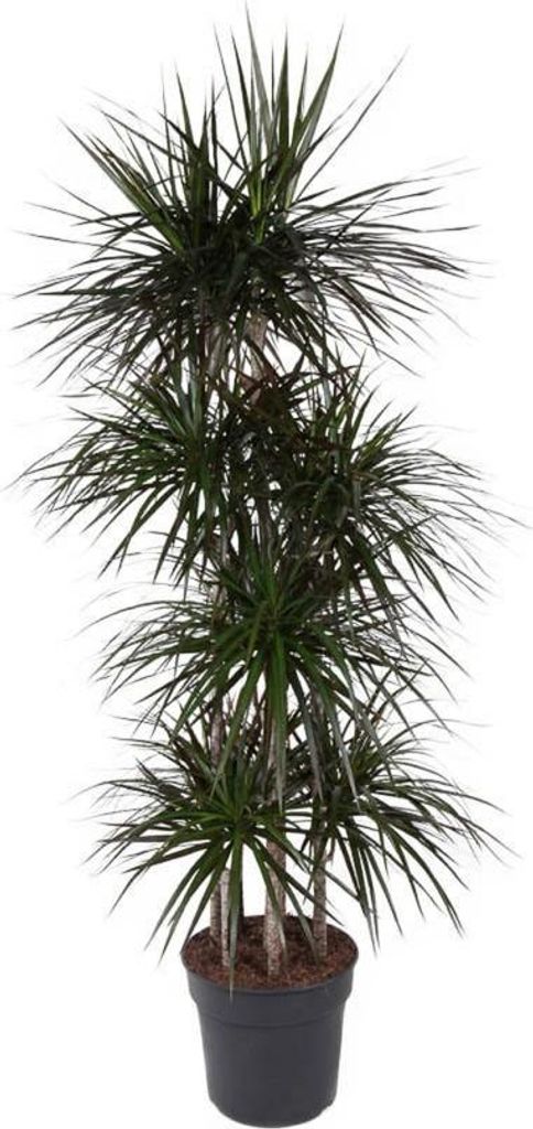 Drachenbaum Dracaena Magenta - 34 cm Topf, 170 cm Höhe