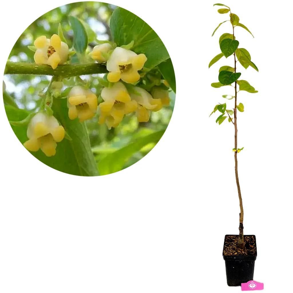 A close-up of yellow flowers on a branch and a potted plant.