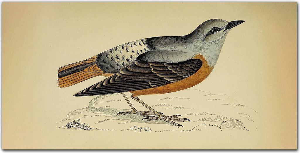 Coloray - Bild aus Glas - Glasbilder - 100 x 50 cm - Glasblock mit Bild Gehärtetes Glas Wohnzimmer Dekoration Wanddekoration Küche - Vogel Zeichnung