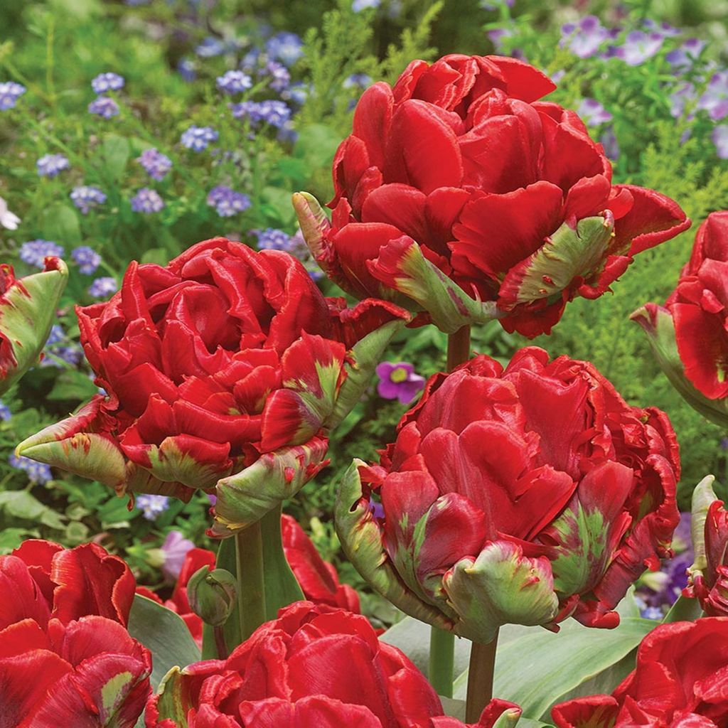 Tulipány Cibulky Cibulky Květiny Papoušek Tulipán Rokoko 5 Obrázek produktu 