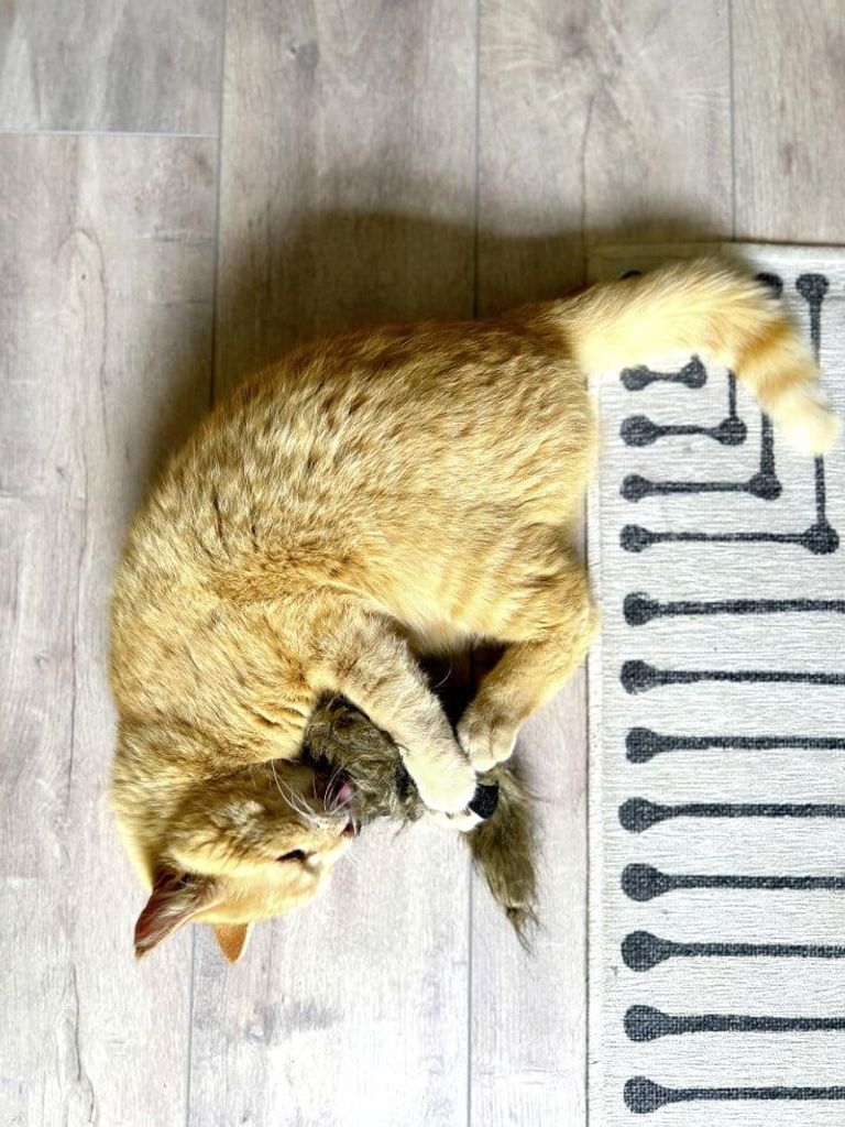 Aumller Katzenspielzeug Frettchen grau mit Fllung 42 x 10