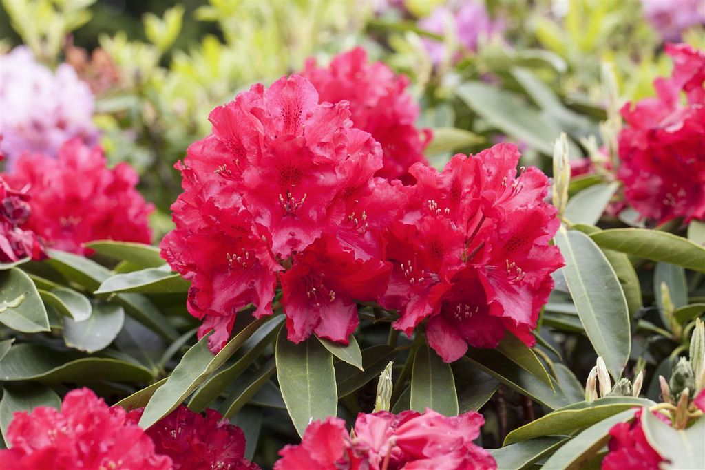 Rhododendron Hybr. 'Lagerfeuer', leuchtend rot, 30–40 cm Produktbild 