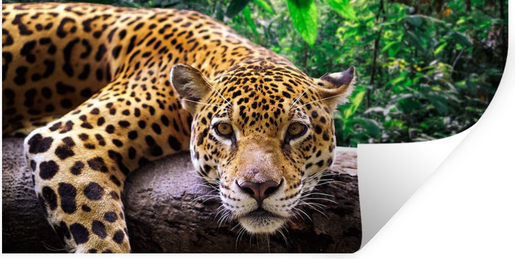 MuchoWow Wandtattoo Wandsticker Wandaufkleber Jaguar ruht 160x80 cm Selbstklebend und Repositionierbar - Sticker - Dekorfolie