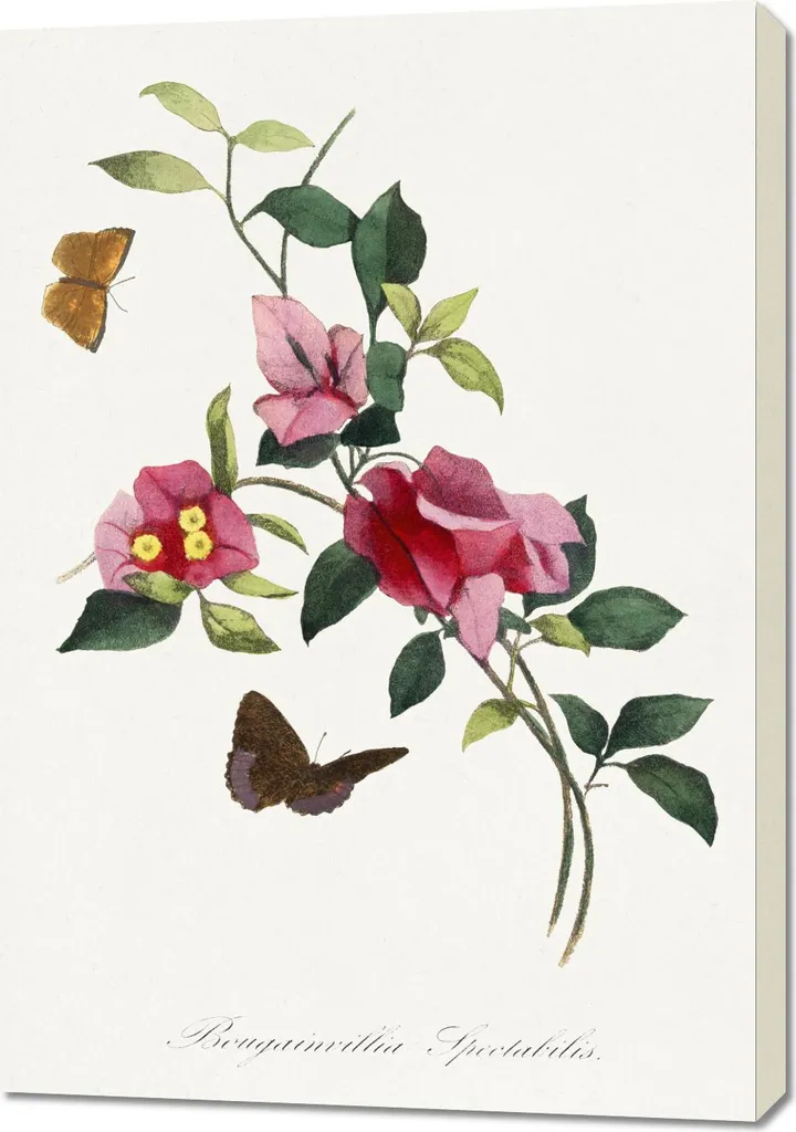 Affiche Murale Vintage Bougainvillier Paul Gervais Grand Format 70x100