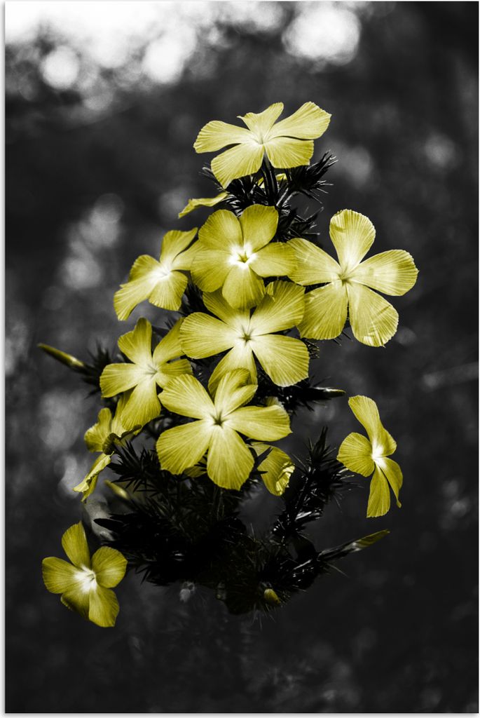 MuchoWow® Poster Blumen - Gelb - Farben 80x120 cm - Produktbild 