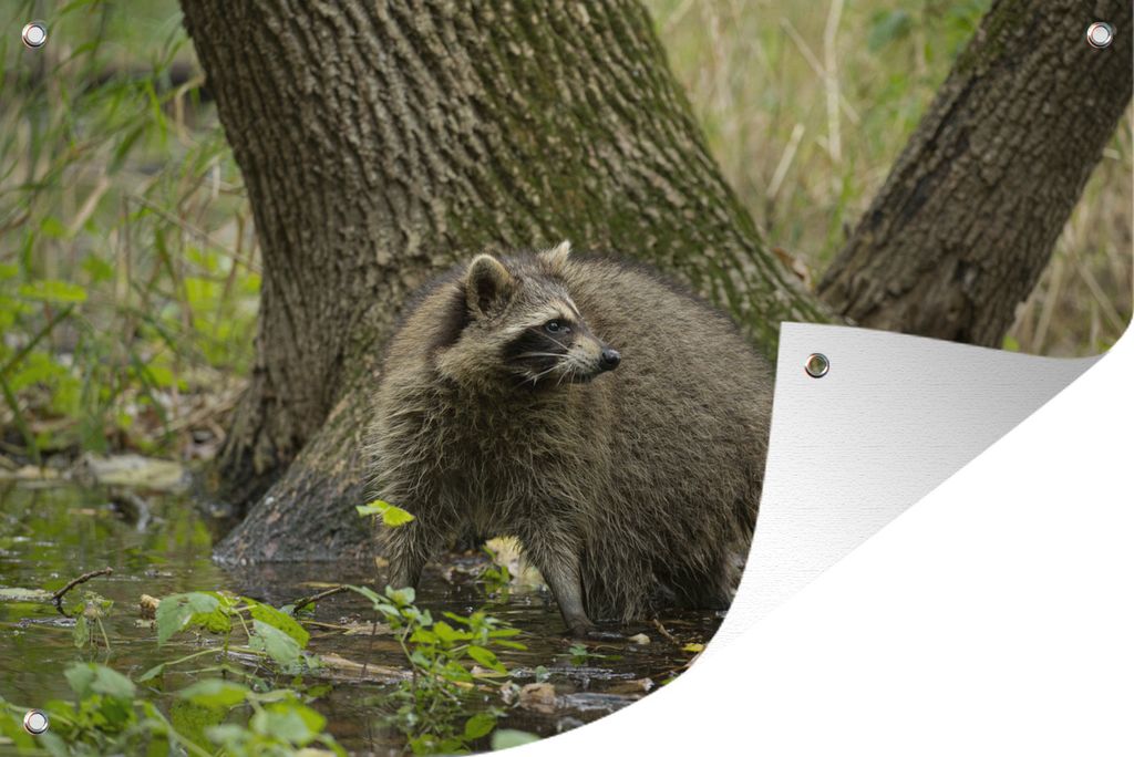 MuchoWow 60x40 cm Outdoor-Poster Gartendeko Sichtschutz Garten Poster für den Garten Waschbär - Wild - Wald