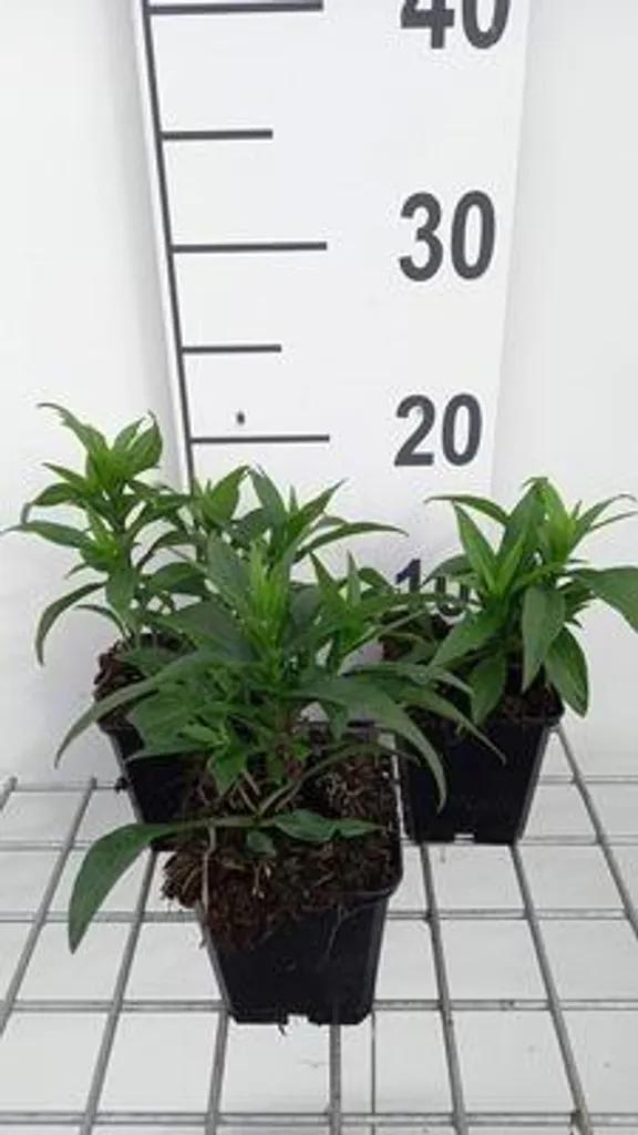 Lot de 6 Plantes Vivaces Astilbe Blanche pour Massif Ombragé Pot 9cm