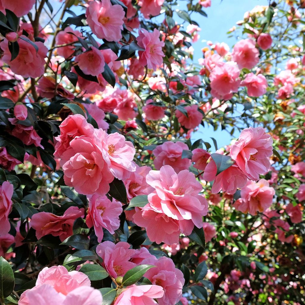 A close-up view of a bush with many pink camellia flowers and green leaves.