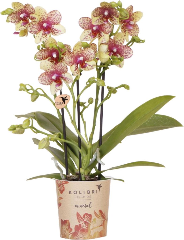 Kolibri Orchids | Orange-Gelbe Phalaenopsis-Orchidee Produktbild 